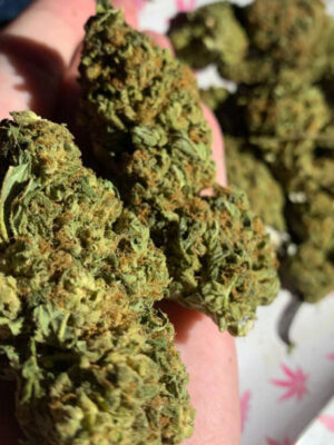 Amnesia Cannabis Kaufen, Amnesia Haze THC Kaufen