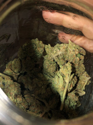 Lemon-haze-kaufen1-768×768 Lemon Haze Kaufen