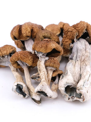 Psilocybe Cubensis Bestellen