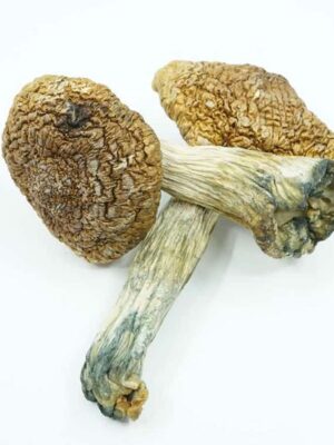 Psilocybe semilanceata