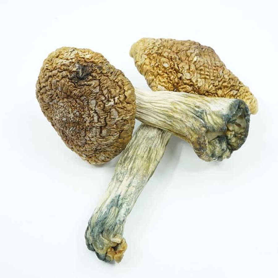 Psilocybe semilanceata